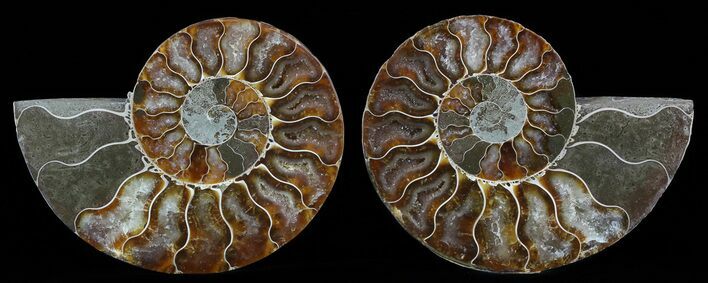Polished Ammonite Pair - Agatized #51737